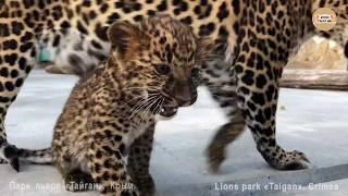 Злые леопарды :) Тайган. Крым | Angry leopards