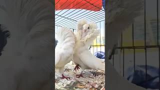 Beautiful Jacobin ️️ #shorts #pigeon