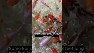 Mesmerizing Facts About Koi Fish!