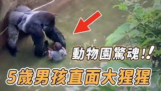 Thrilling! The 5-year-old boy fell into the zoo fence  and everyone was shocked by the action of th