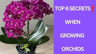 Top 6 orchid tips that are kept like a secret ️Every orchid will bloom!