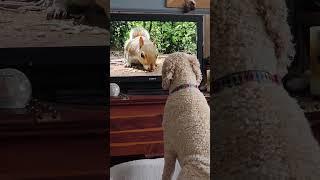 Artie's Sunday TV  #spoo #standardpoodle #poodle #dogs #squirrels #wild #borntobewild #steppenwolf