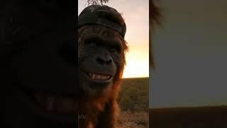 #yowie #pranklessharm #camping #explosion #prank #australia #outback #bigfoot #sasquatchclassic