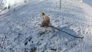 cute golden retriever with a stick slow motion