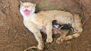 Kittens born in mud, the stray mother cat is not letting anyone approach them.