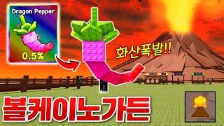 신규 화산폭발이 추가된 볼케이노 가든!!? 새로운 씨앗 다 뽑고 0.5% 드래곤 페퍼 뽑기 도전!!!! (로블록스 그로우어가든)