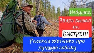 Зверь вышел на ВЫСТРЕЛ! / Рассказ охотника про лучшую собаку / Охота на Медведя / 2 часть.