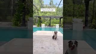 Dog does not want to come inside! We all understand 