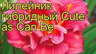 Лилейник гибридный Кьют Эз Кэн Би. Краткий обзор, описание характеристик hemerocallis Cute as Can Be