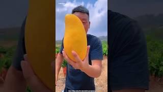 The secret of China's golden mangoes
