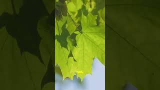 Curiosity Bites! Episode 7