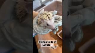 Harry’s Hedgehog Cafe  | #japan #shorts