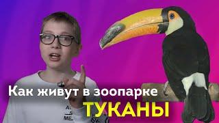 Интересные факты о туканах | Как живут в зоопарке туканы | ВСЁ ОБО ВСЁМ