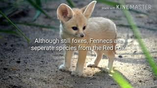 Animal SpotLights: Fennec Foxes | Animal SpotLights Desert Series