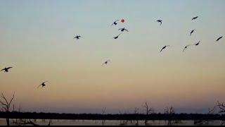 Texas Duck Hunt Opening Day | 20 gauge Beretta | Migra 2/4 20 gauge