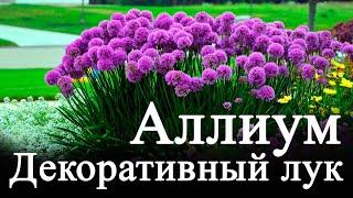 Аллиум или декоративный лук (allium) - посадка и уход