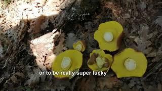 mushrooms picking and drying step by step -Boletus edulis-Boletus royal-Amanita caesarea-ΜΑΝΙΤΑΡΙΑ