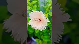 ..???? #plants #garden #flowers #gardening #facts #houseplants #greenplants #freshplants #greening