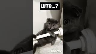 Кошке голову отрезать.?#shorts#tiktok#смешные#лучшие#приколы