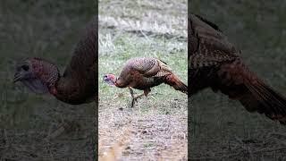 Photographing the Wild turkey #birds #wildbirdphotography #wildlife #photographingbirds #nature
