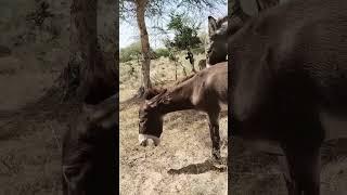 Donkey Mating natural #animals #mating