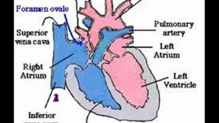 The Cardiovascular System Rap