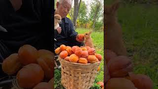 Das kleine Kaninchen isst Persimmonen und bringt den Hund zum Weinen. Niedlicher Haustier-Erstlings