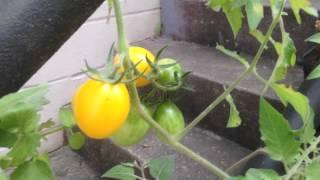 Heirloom fruiting plants,perpetual spinach,sweet potato question