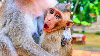 Sweet family story  Best family of monkey Maya and old mother Arina #sweet and funny