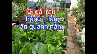 Nên trồng Rau Nền để có ăn Quanh năm & Nhiều năm | THÍCH TRỒNG CÂY TV