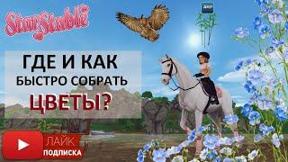 Где и как собрать цветы для Фары в Star Stable Online | Карта местонахождения цветов для мастерской