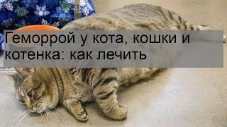 Геморрой у кота, кошки и котенка: как лечить