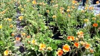 Best Perennials - Geum 'Totally Tangerine' (Aven)