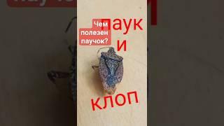 Маленький паучок ловит клопов вонючек. #паук #клоп #shorts #вонючка