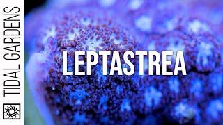 Leptastrea Coral Care Tips