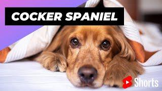 Cocker Spaniel  One Of The Smallest Dog Breeds In The Word #shorts #cockerspaniel #dog