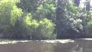 Cajun Encounters Swamp tour part 1/3