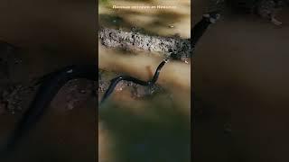 УЖ и ГАДЮКА в дикой природе | Мир вокруг нас