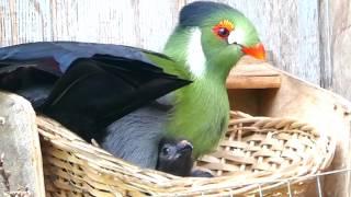 White cheeked Turaco with chicks - Happy Family