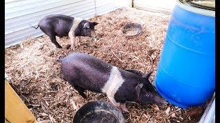 This DIY Pig Waterer is Game Changing (if it doesn’t leak ;)