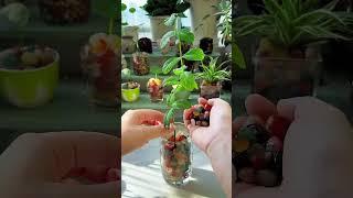 #Home Gardening The lotus leaf #balconyPlanting #LoveLifeLoveGrowingFlowers# copper money grass