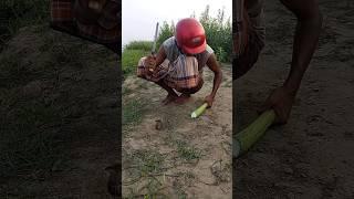 Survival Rat Hunt 103 #shortsfeed #rattrap #farmer #hunt #survival #viralvideo