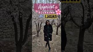 Apricot Blossom Season in Ladakh  | Spring Magic in April | Peaceful Nature Walk | #ladakh #shorts