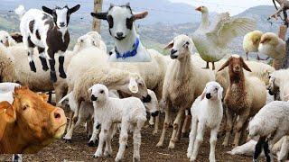 Cute farm animals Sounds, Sheeps, Lambs, Goats, Cows, Chicken Chick Sound, Geese