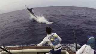 Fighting Blue Marlin 1075 lbs Grander! Amazing jumps!