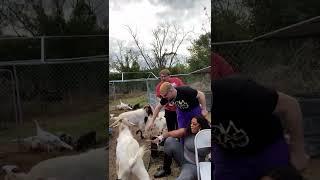 Jo’lee Shine Falls in Slow motion The Goat spitting on Andy and Gabe yelling Help