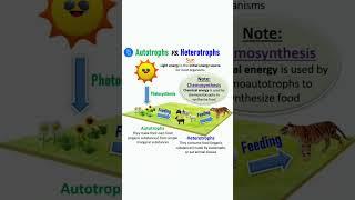 Autotroph vs Heterotroph | Producer vs Consumer #shorts