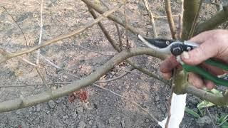 Обрезка яблони(Как все началось)