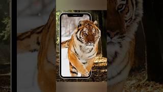 Tiger pop out effect Canva ft. Sapphire #tutorial #canvatutorial #sapphire