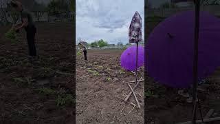 висадила 1 частину розсади томатів #село #селянка #сільськийблог #селянка #деньвдеревне #село #деньв